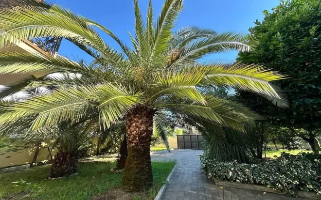 Сочи превращается в зелёный курорт: за год высадили 5 тысяч растений и увеличили количество пальм в шесть раз