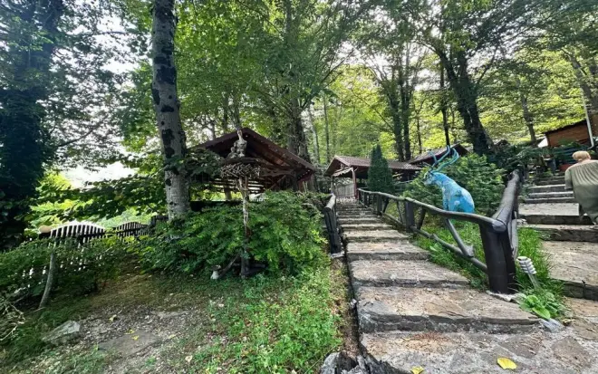 Сочи превращается в зелёный курорт: за год высадили 5 тысяч растений и увеличили количество пальм в шесть раз