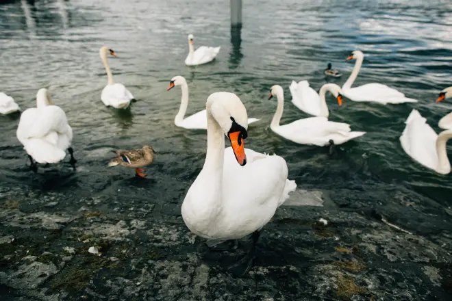 https://www.freepik.com/