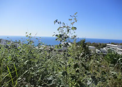 Земельный участок, 55 соток - фото 1