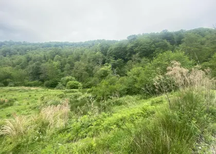 Земельный участок, 36 соток - фото 1