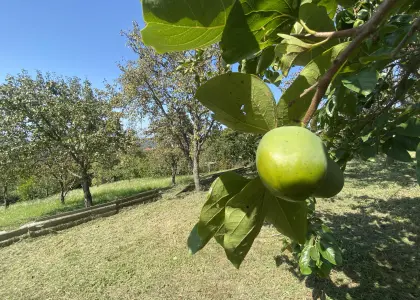 Земельный участок, 4.5 сотки - фото 1