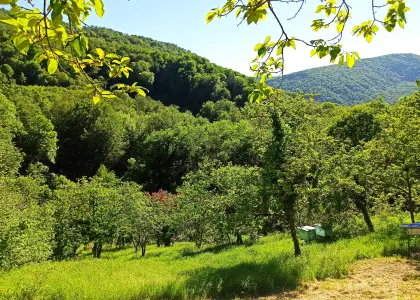 Земельный участок, 36 соток - фото 1