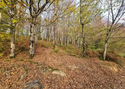 Земельный участок, 5 соток - фото 1