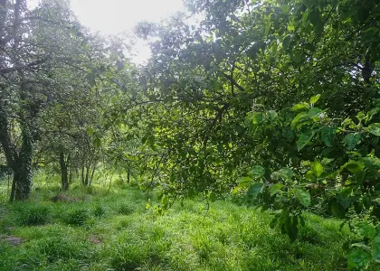 Земельный участок, 21 сотка - фото 1