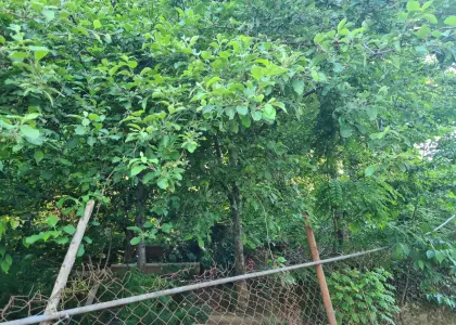 Земельный участок, 4.45 сотки - фото 1