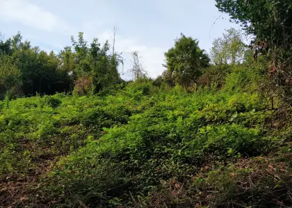 Земельный участок, 6 соток - фото 1