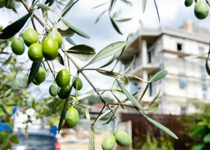Дом с видом на Олимпийский парк! - фото 1